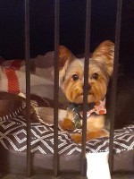 Monroe T. - Yorkshire Terrier Stud