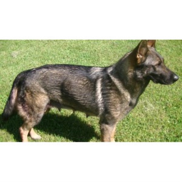 Dach Haus German Shepherds