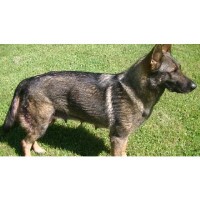 Dach Haus German Shepherds German Shepherd Dog breeder