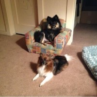 Shannon Pomeranian breeder