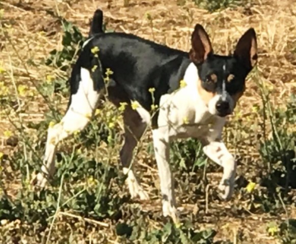 Blackwood Rat Terriers