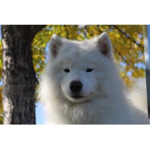 Long Run Samoyeds