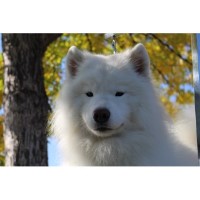 Long Run Samoyeds Samoyed breeder