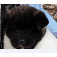 Empire Akitas Akita breeder