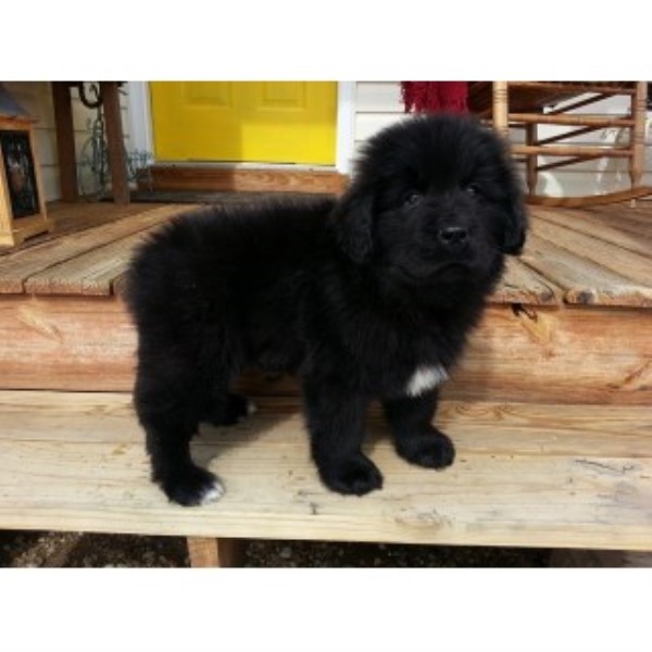 Newfoundland Dog Breeder 23668