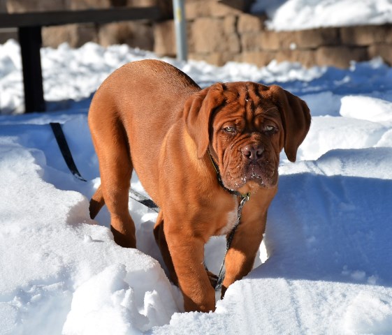 Dogue De Bordeaux Breeder 22552