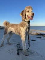 Kristin Sands - Poodle Standard Stud