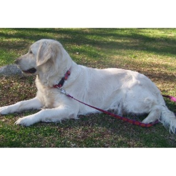 Ciarfellas Labs Goldens Golden Retriever Breeder In