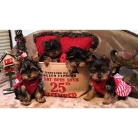 The Yorkie Collection Yorkshire Terrier breeder