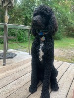 Michael Betters - Poodle Standard Stud