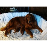 Golden Pups Golden Retriever breeder