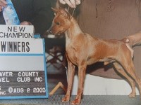 Miniature Pinscher thumbnail
