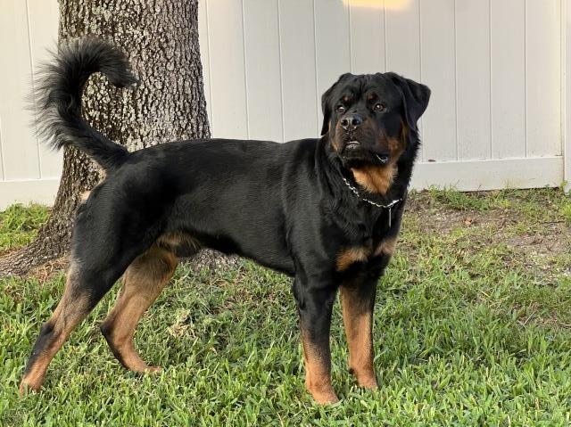 Rottweiler Stud 29597