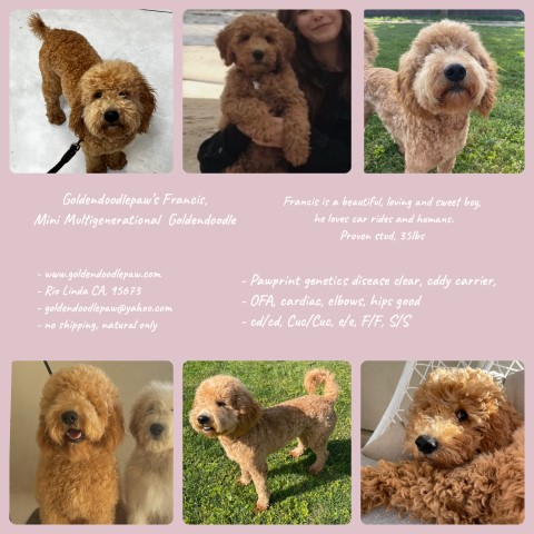 Goldendoodle Stud 30669