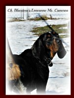 Bluestone Bluetick's Bluetick Coonhound breeder