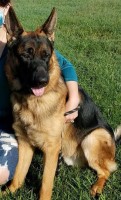 Jordan - German Shepherd Dog Stud