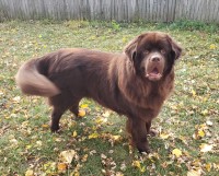 Newfoundland Dog thumbnail