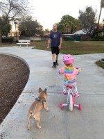 Layton and Amanda Penza - French Bulldog Stud