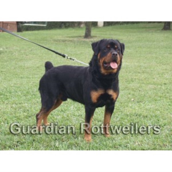 Guardian Rottweilers