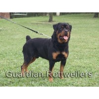 Guardian Rottweilers Rottweiler breeder