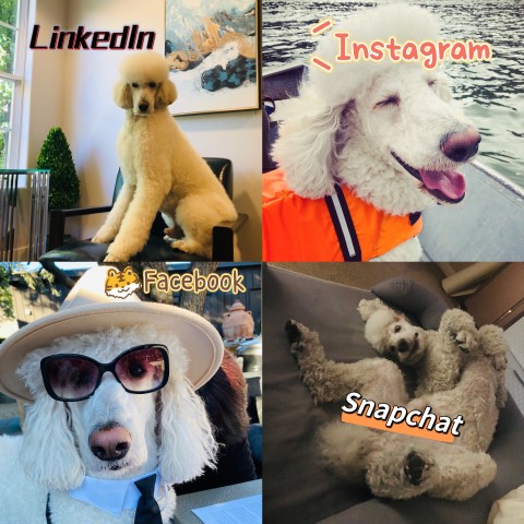 AKC standard poodle stud muffin