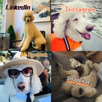 AKC standard poodle stud muffin