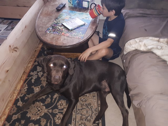Labrador Retriever Stud 27779