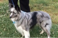 Miniature Australian Shepherd thumbnail