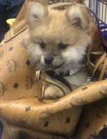 Latreesa Jones - Pomeranian Breeder Pomeranian breeder