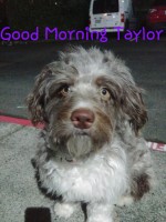 Holly Miller - Australian Shepherd Dog Stud