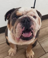 Kelli Crump - English Bulldog Stud