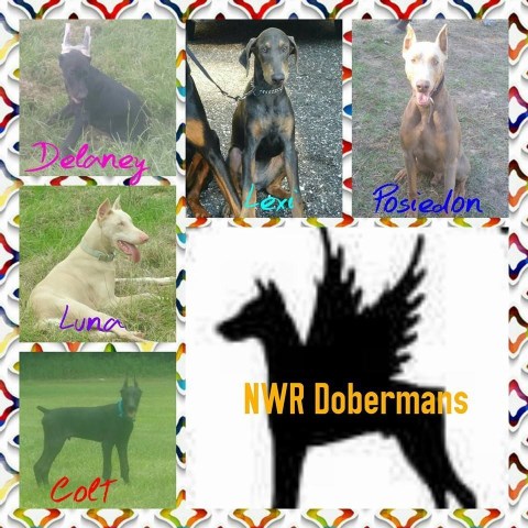 NWR Dobermans