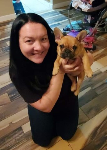 Jessicah's frenchies  Howell Michigan