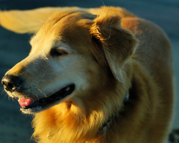 TKO INC, Golden Retriever Stud in KITTY HAWK, North Carolina