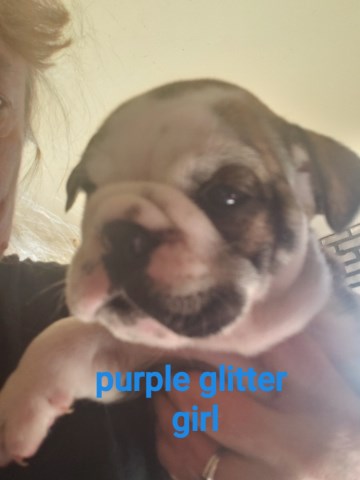 English Bulldog Breeder 27730