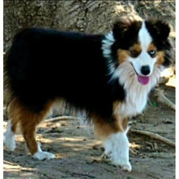 Brattoyaussies Miniature Australian Shepherd Breeder In