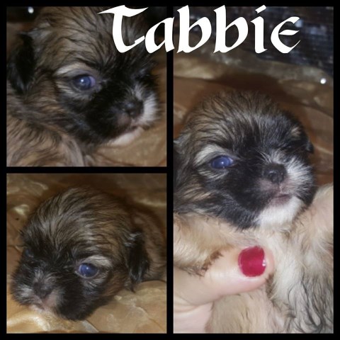 Shih Tzu Breeder 20135