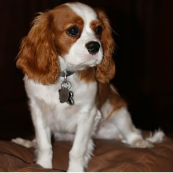 Cavalier King Charles Spaniel Breeder 22520