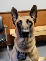 Jim Redden - Malinois Stud