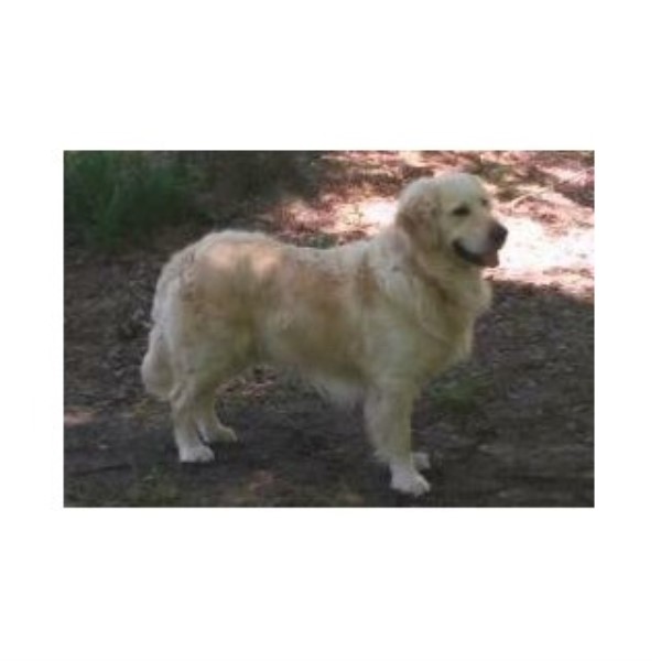 golden retriever alabama prestige goldens golden retriever stud in hamilton alabama golden retriever alabama prestige goldens golden retriever stud in hamilton alabama