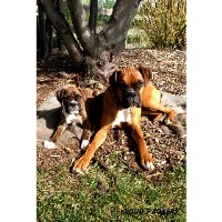 Small Dog Breeders Located In Maine Small Dog Breeders Located In Maine