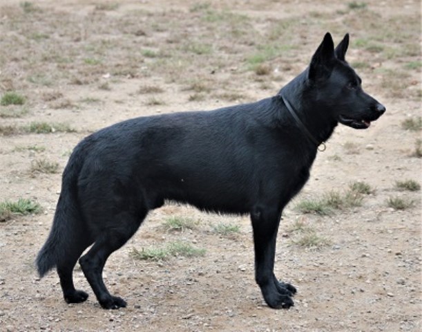 Nordosten Kennel
