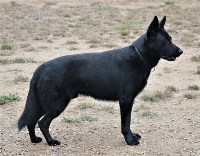 Nordosten Kennel German Shepherd Dog breeder