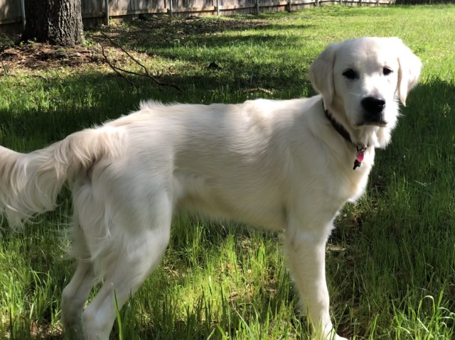 Golden Retriever Stud 26897