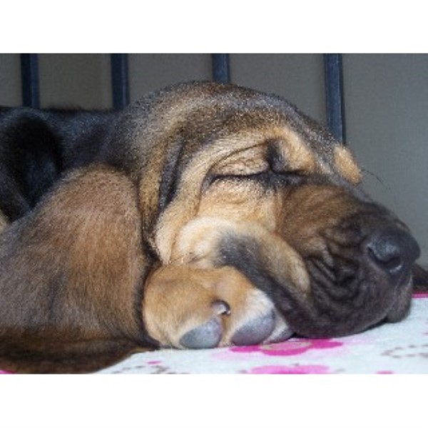 Bloodhound Breeder 22085