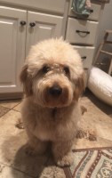 Kaylie - Goldendoodle Stud