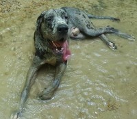 Elizabeth Bedford - Great Dane Stud