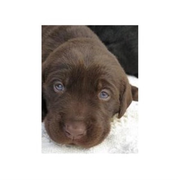 Labrador Retriever Breeder 23604