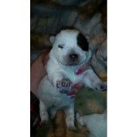 Boondock Bandits Australian Cattle Dog breeder