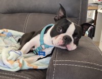 Beth Hill - Boston Terrier Stud